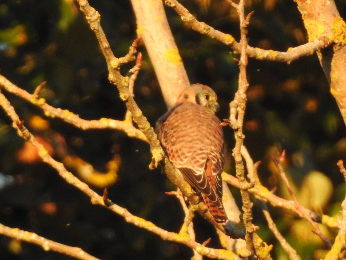 American Kestrel - ML610494050