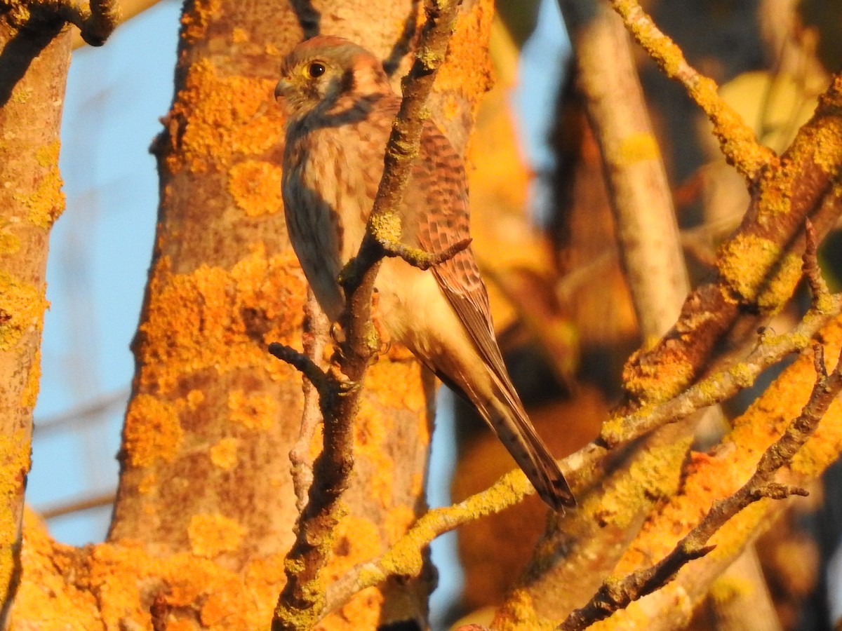 American Kestrel - ML610494052