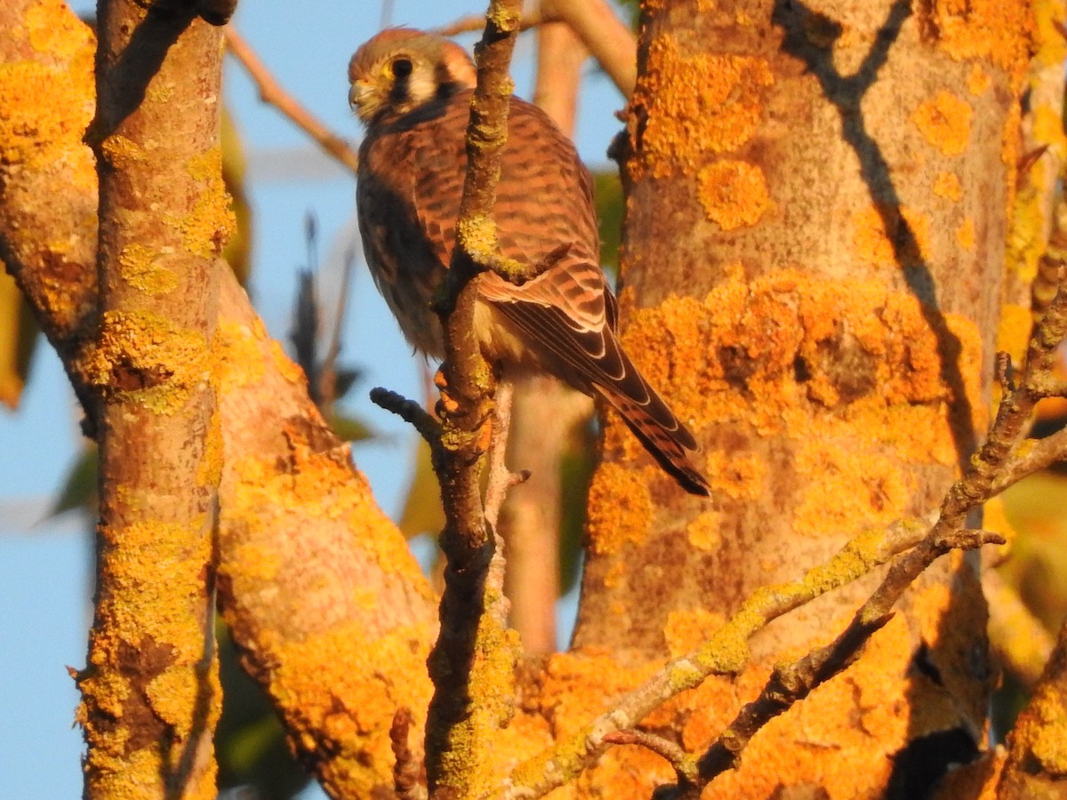 American Kestrel - ML610494053