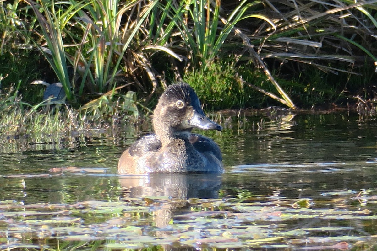 Ring-necked Duck - ML610494092