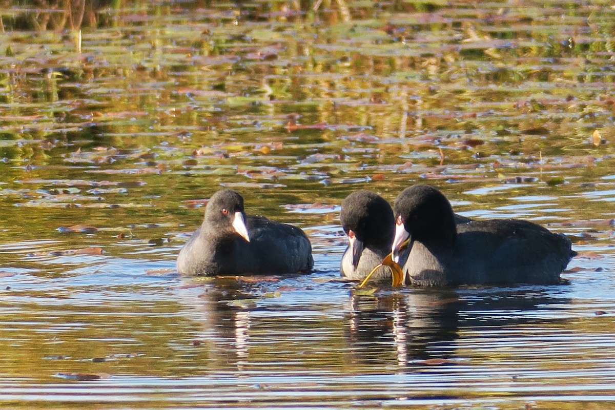 American Coot - ML610494094