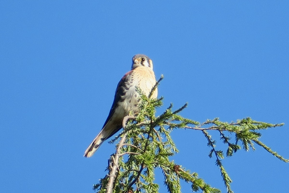 American Kestrel - ML610494098