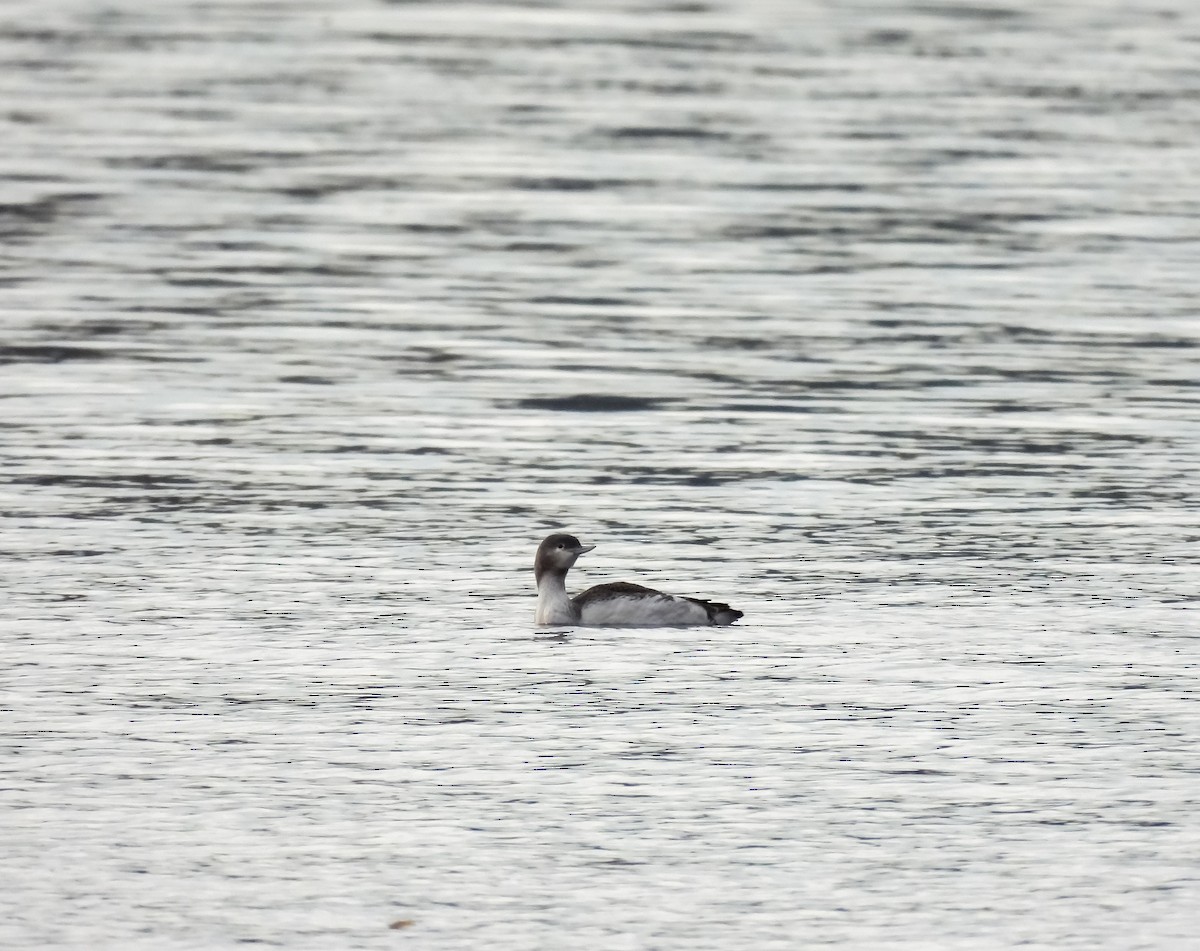 Red-throated Loon - ML610494099