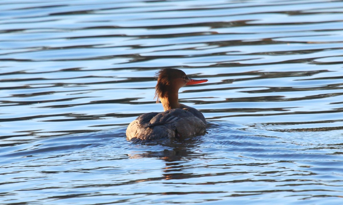 Red-breasted Merganser - ML610494157