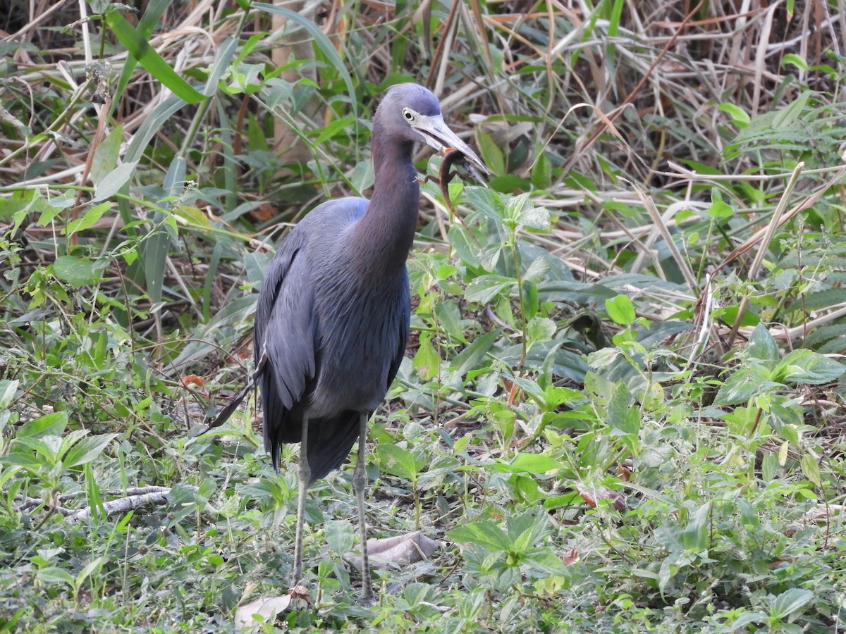 Little Blue Heron - ML610494159