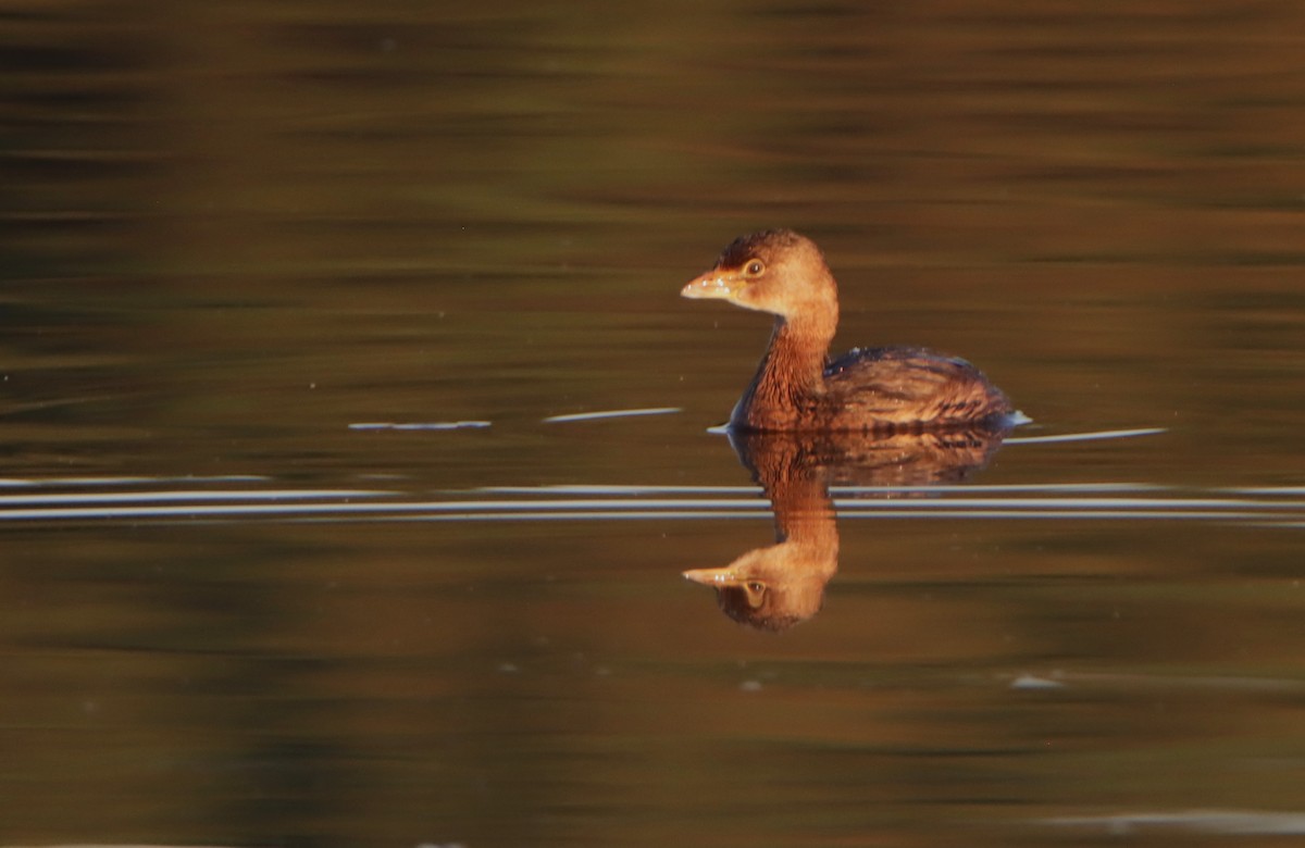 Pied-billed Grebe - ML610494174