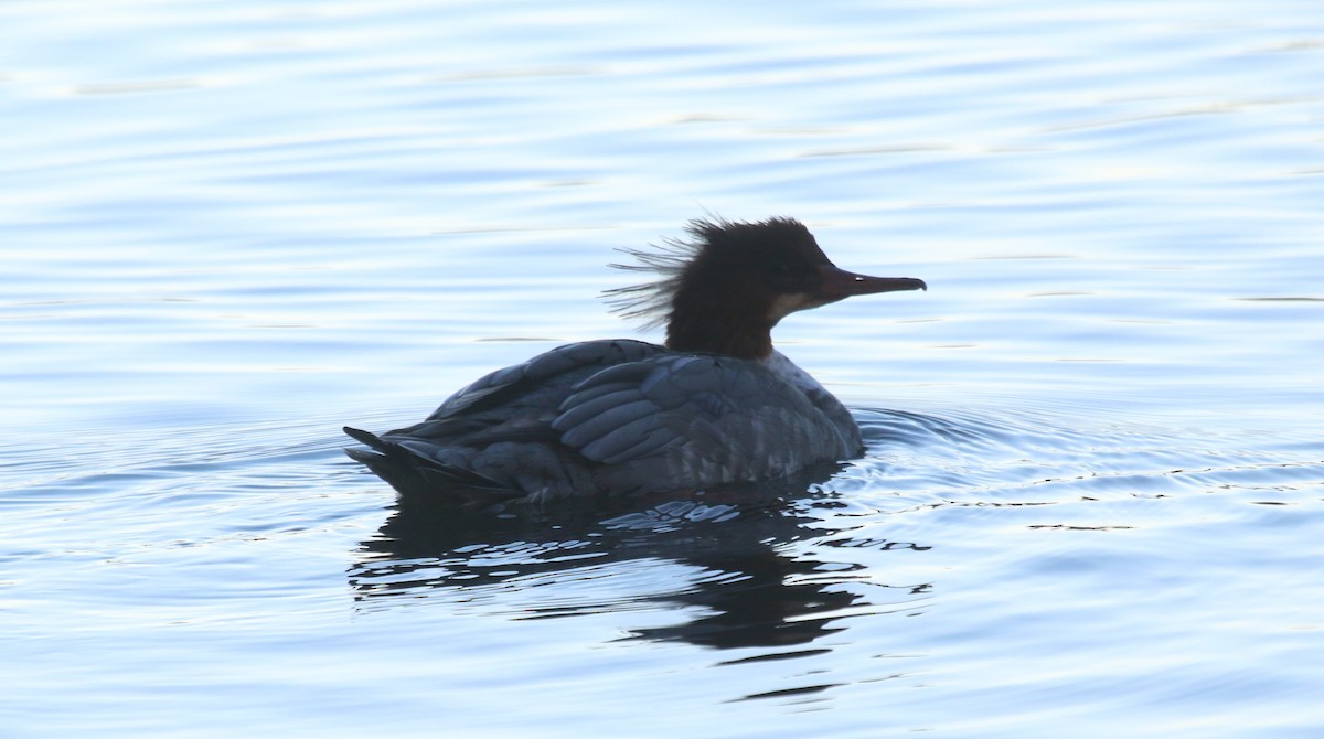 Red-breasted Merganser - ML610494212