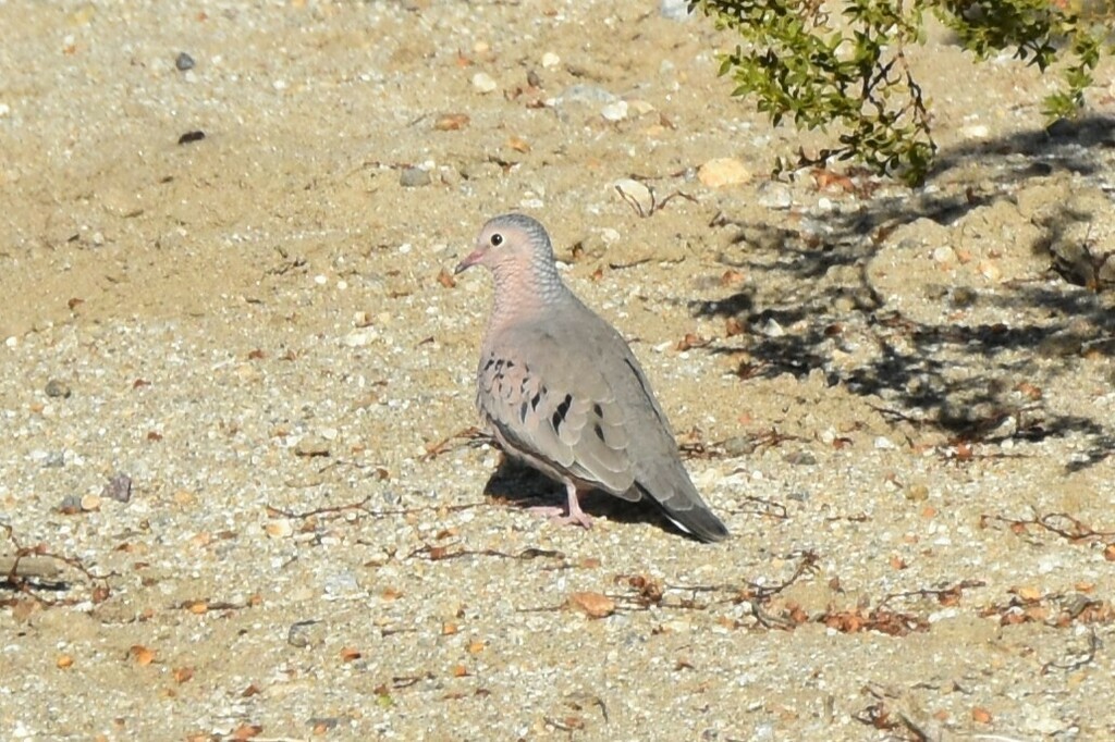 Common Ground Dove - ML610494462