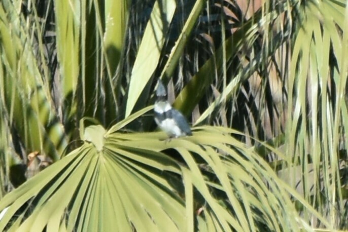 Belted Kingfisher - ML610494465