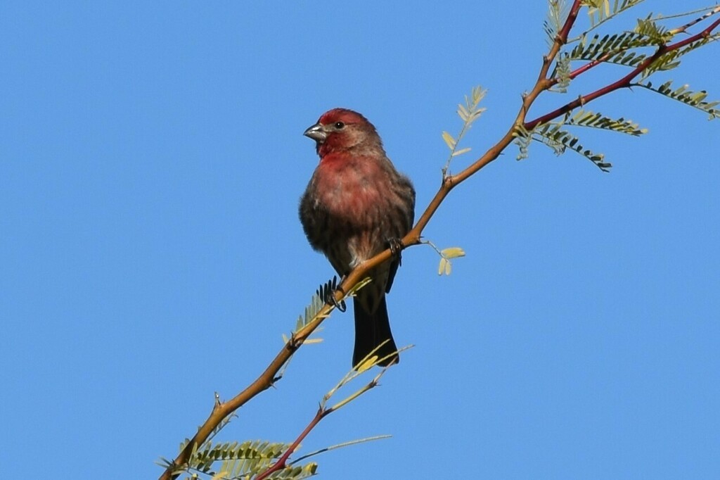 House Finch - ML610494472