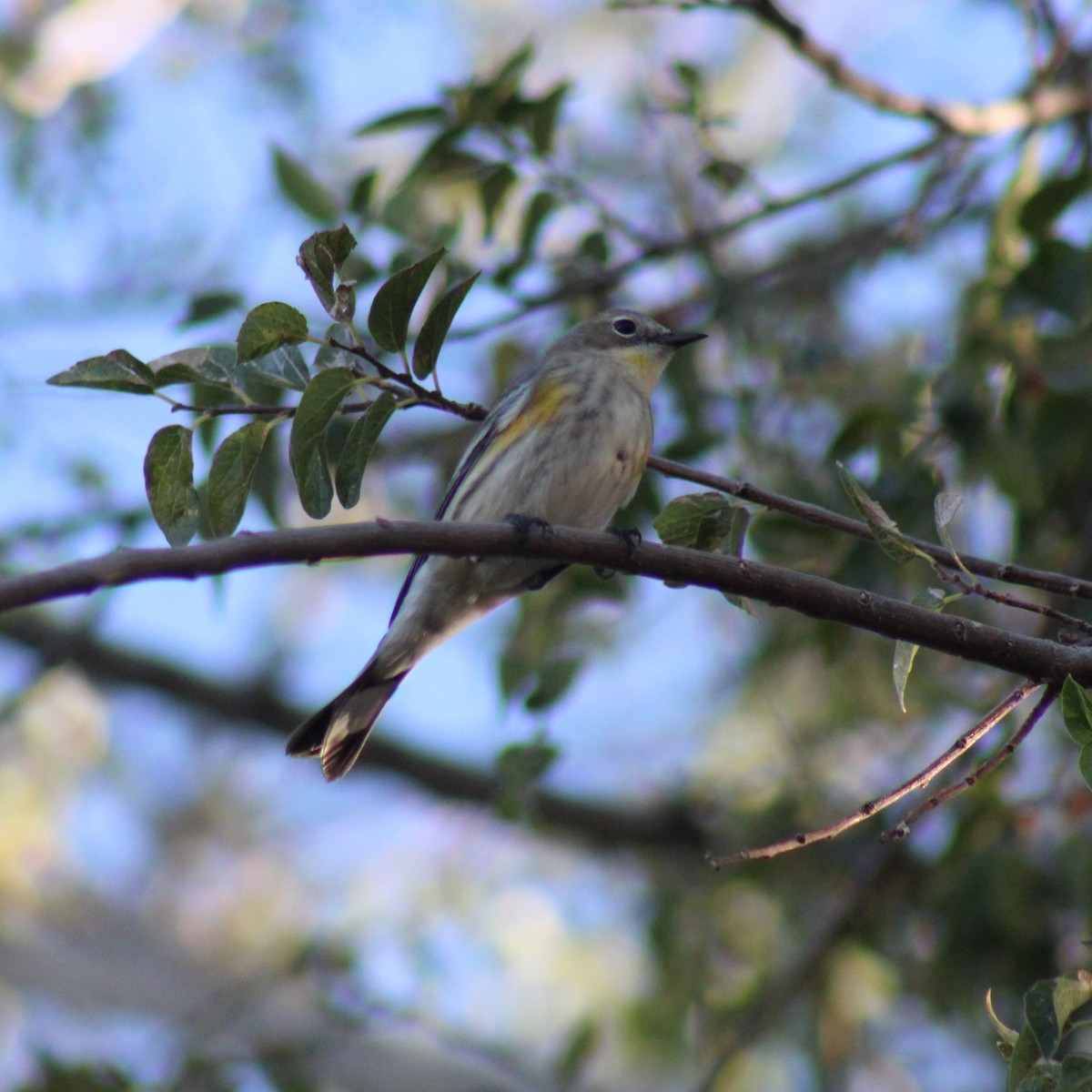 Yellow-rumped Warbler (Myrtle x Audubon's) - ML610494488