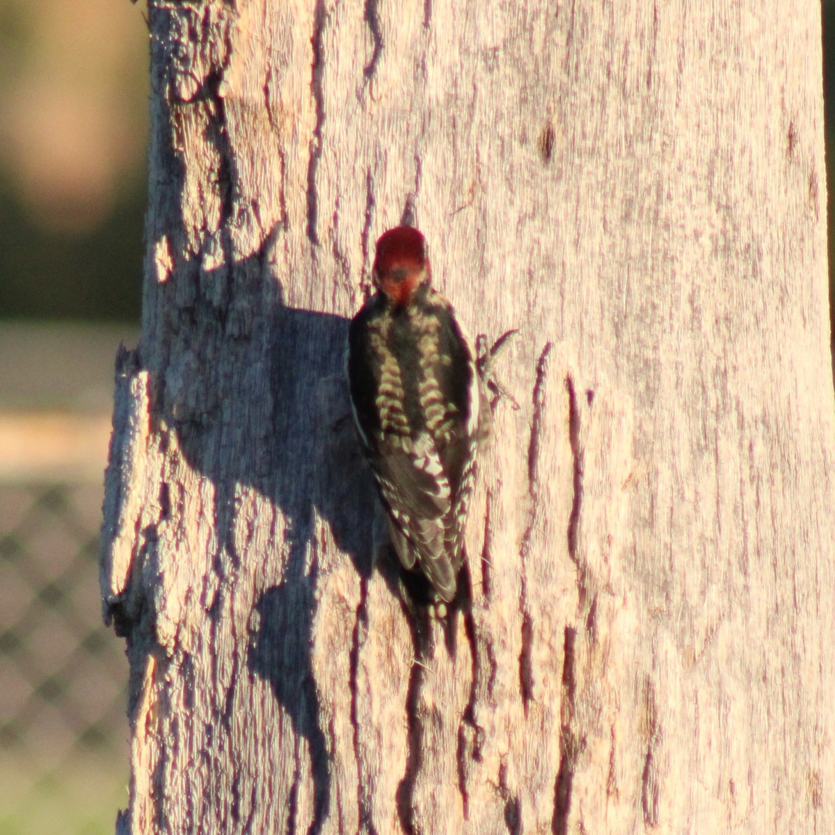 Red-naped x Red-breasted Sapsucker (hybrid) - ML610494528