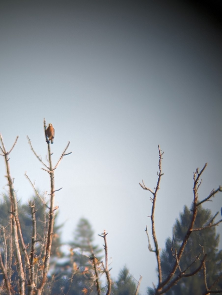 Red-shouldered Hawk - ML610494551