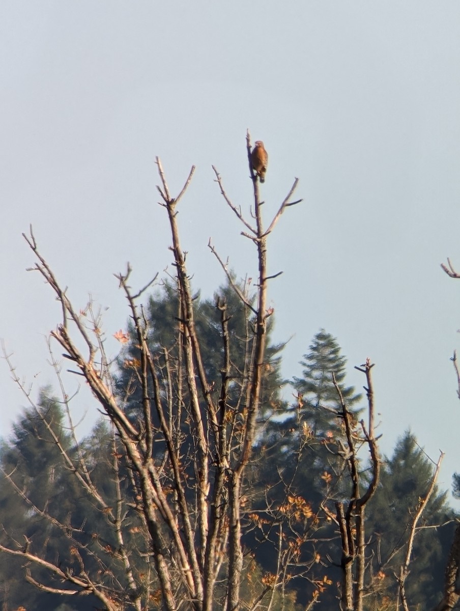 Red-shouldered Hawk - ML610494552