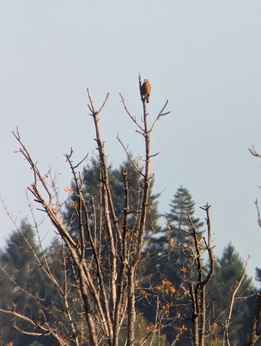 Red-shouldered Hawk - ML610494553