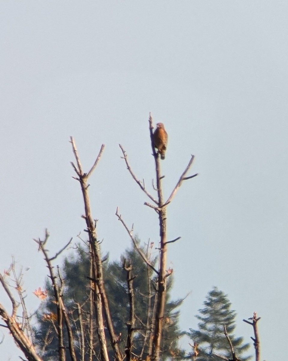 Red-shouldered Hawk - ML610494554