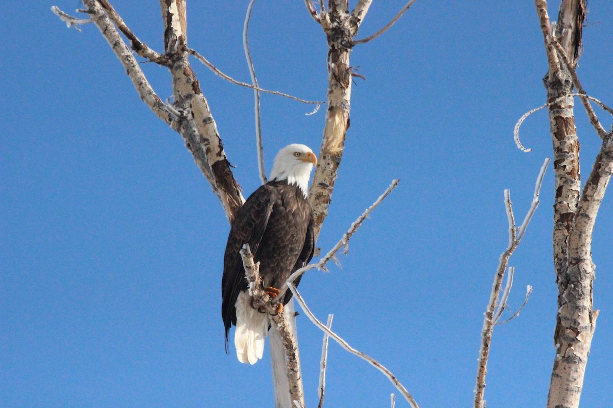 Bald Eagle - ML610494572