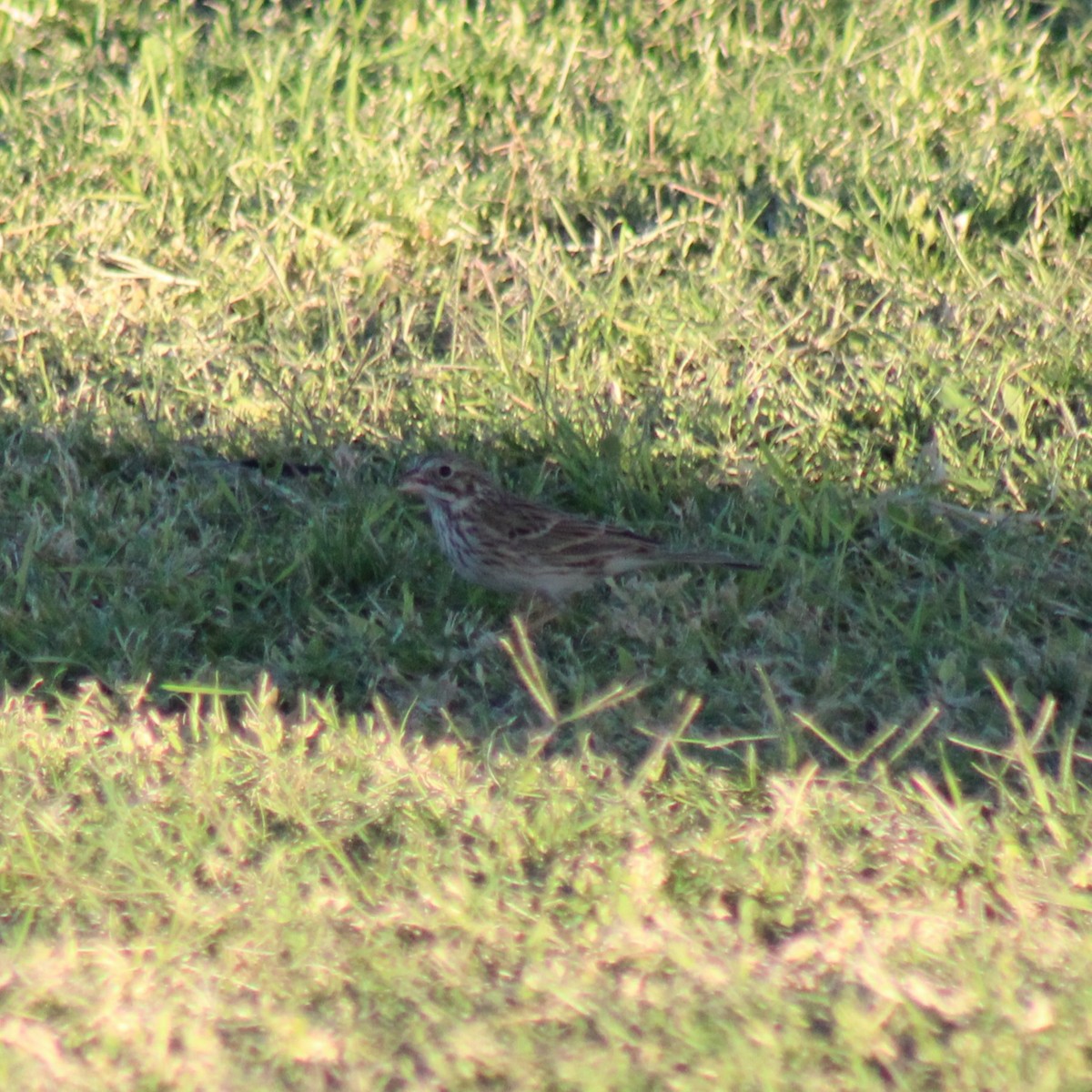 Vesper Sparrow - ML610494623