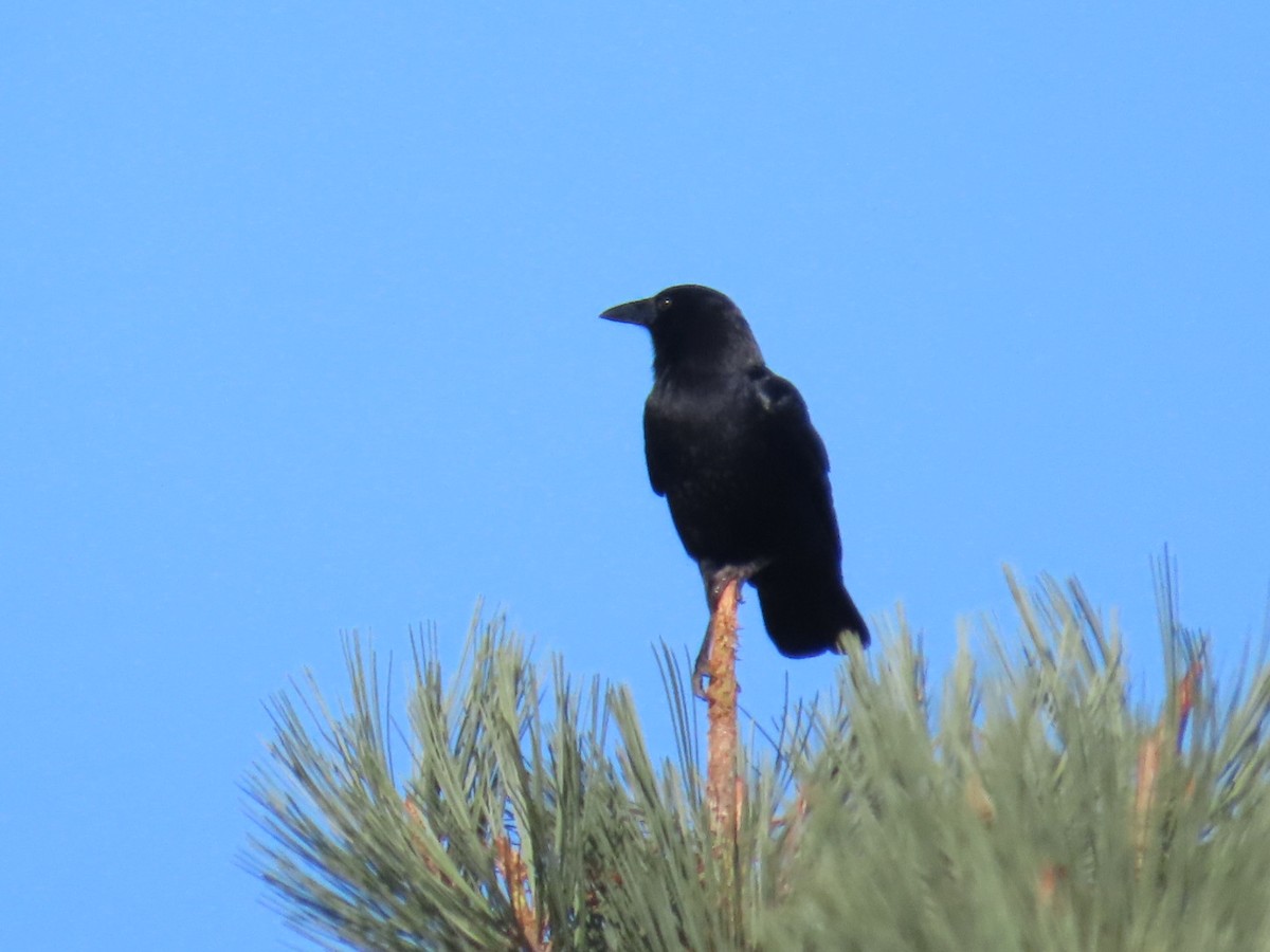Ворона американська - ML610494656