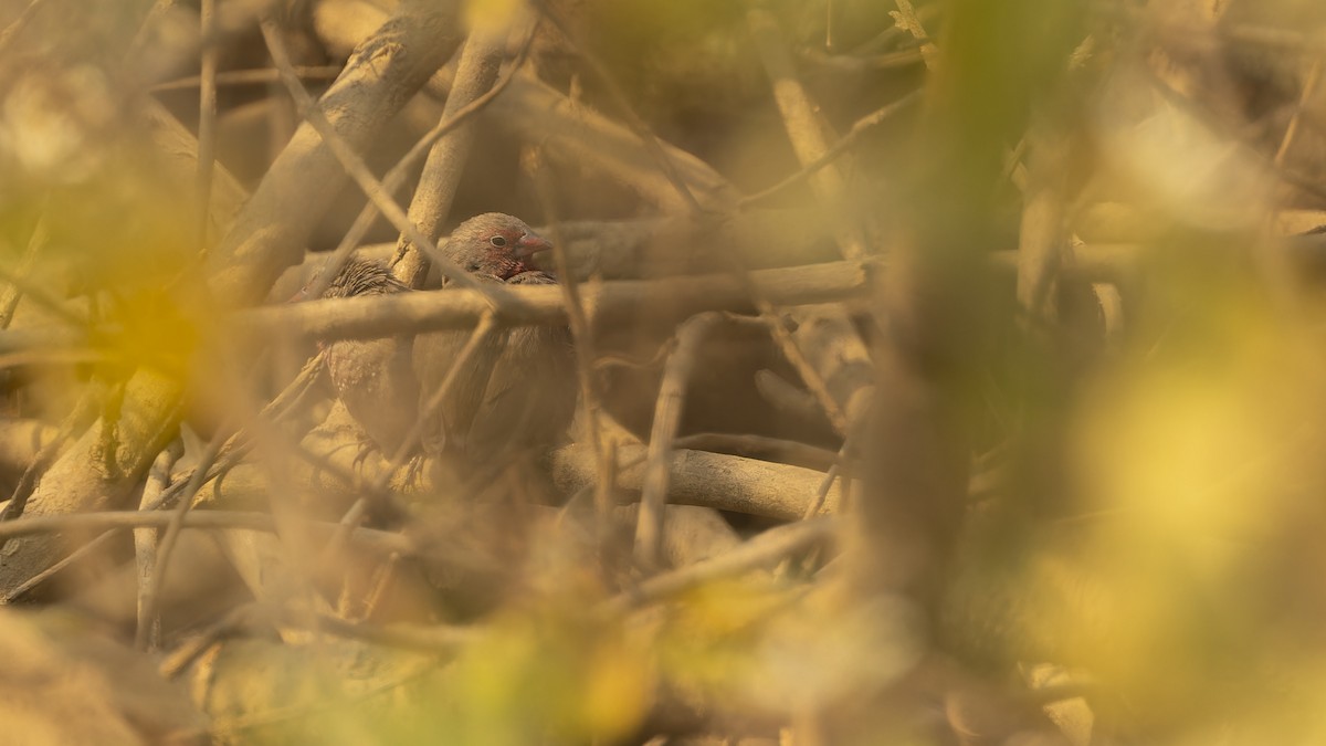 Brown Firefinch - Robert Tizard