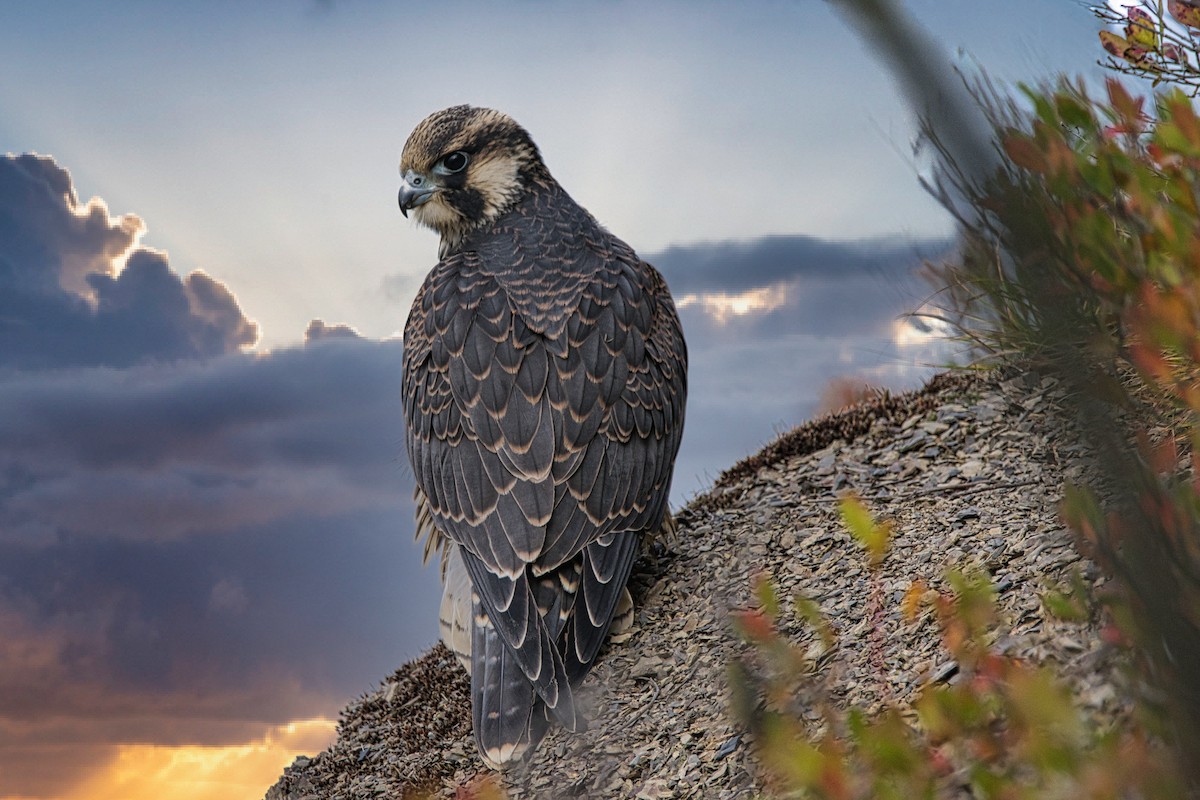 Peregrine Falcon - Jack Bulmer