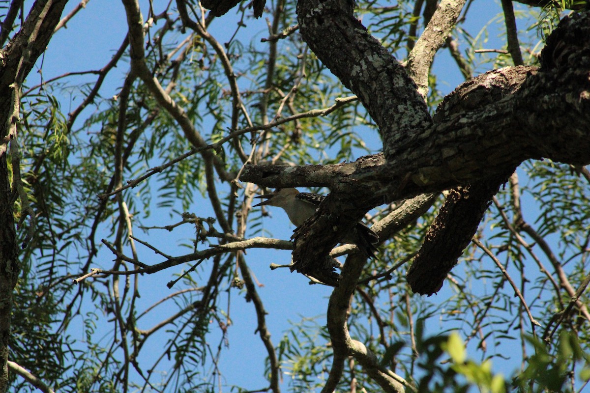 Golden-fronted Woodpecker - ML610494830