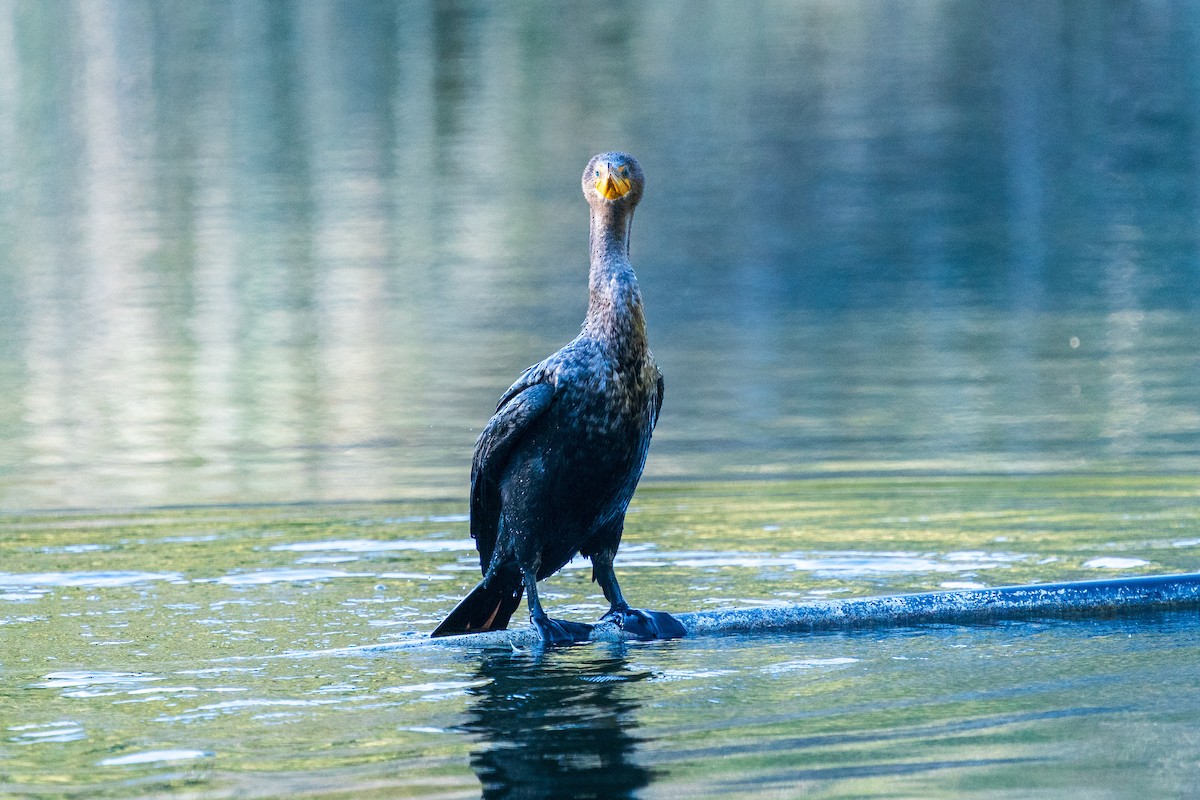 Double-crested Cormorant - ML610494980