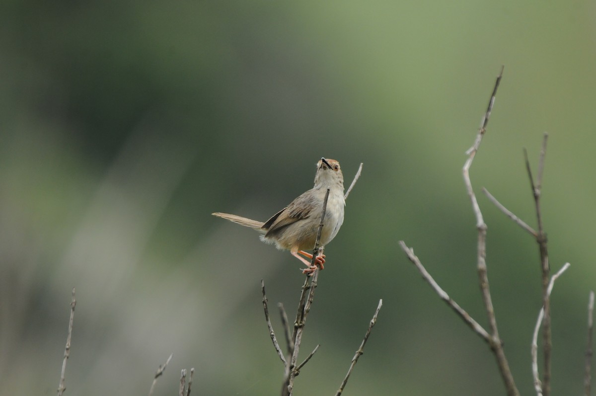 Rock-loving Cisticola (Lazy) - ML610495129