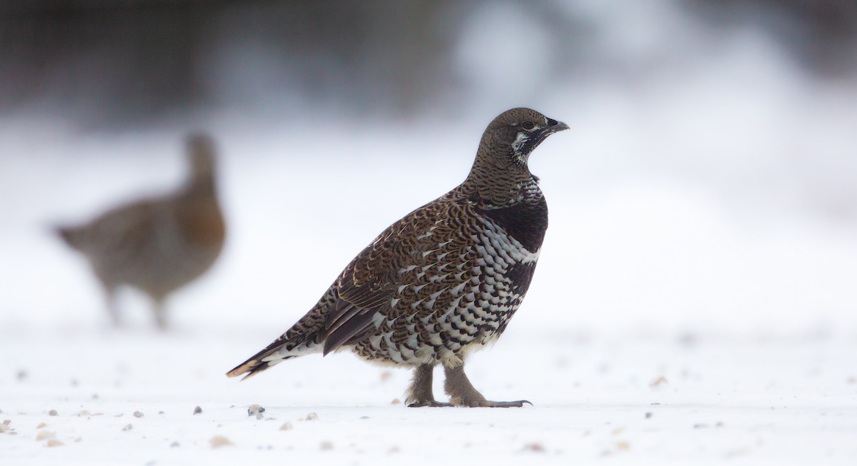 Gallo Canadiense (grupo canadensis) - ML610495204