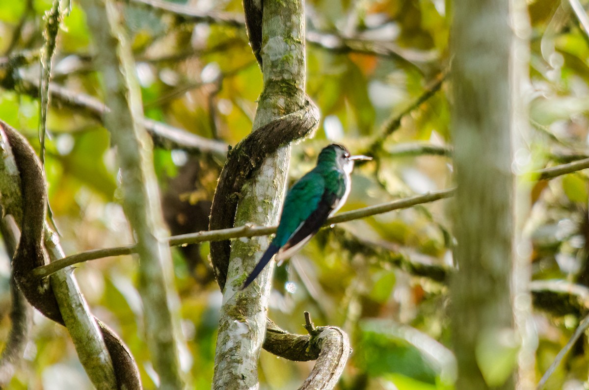 Colibrí Hada Occidental - ML610495222