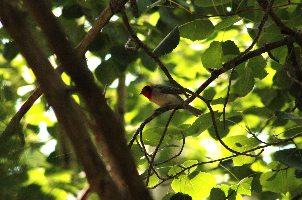 Red-faced Warbler - ML610495224