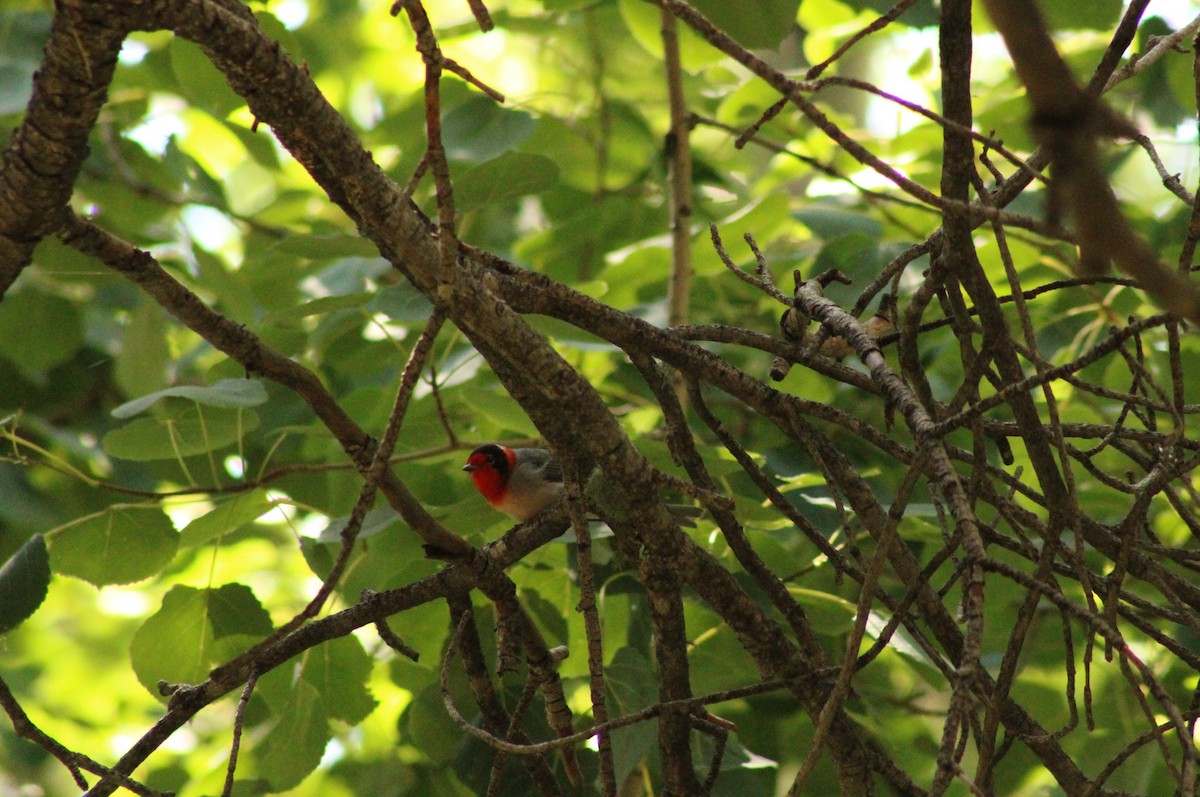 Red-faced Warbler - ML610495225