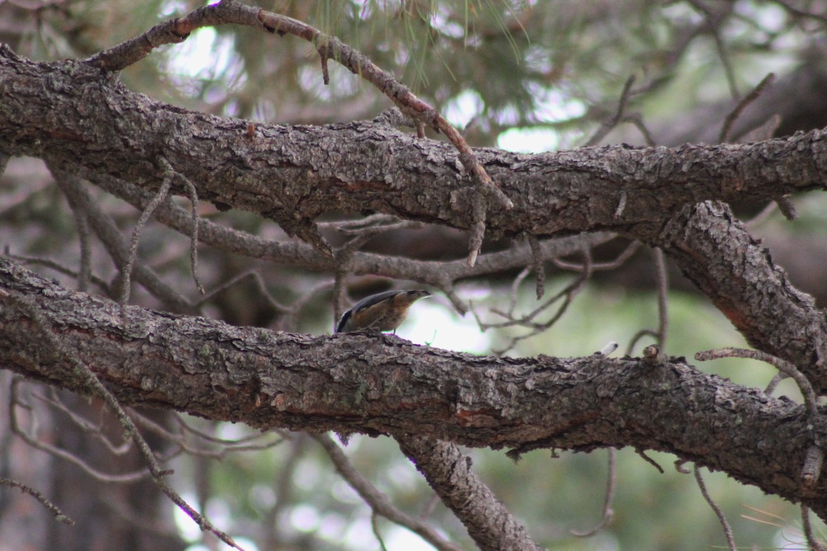 Red-breasted Nuthatch - ML610495242