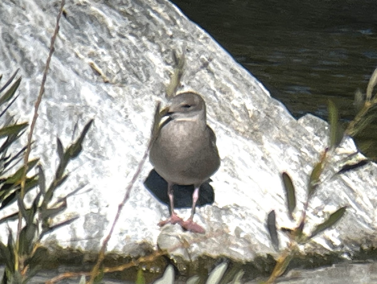 Gaviota Groenlandesa (thayeri) - ML610495266