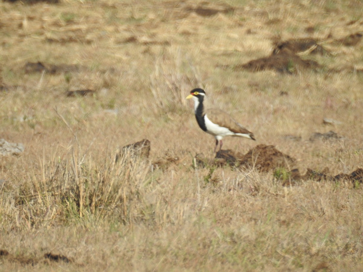 Banded Lapwing - ML610495544