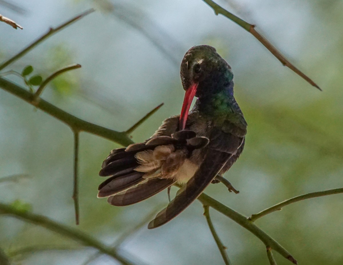 Broad-billed Hummingbird - ML610495821