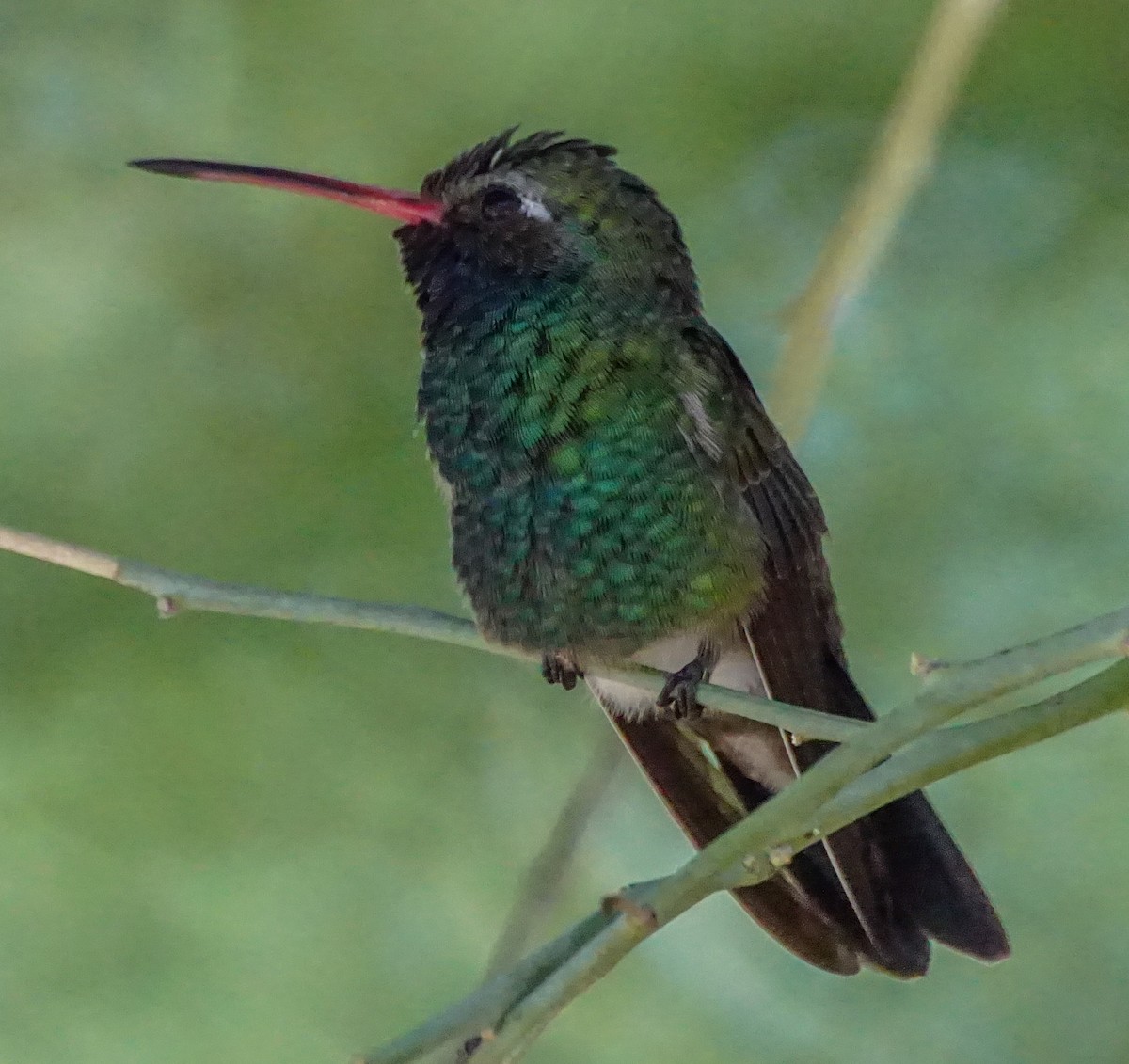 Broad-billed Hummingbird - ML610495826