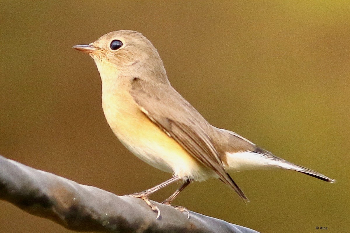 Red-breasted Flycatcher - ML610495924