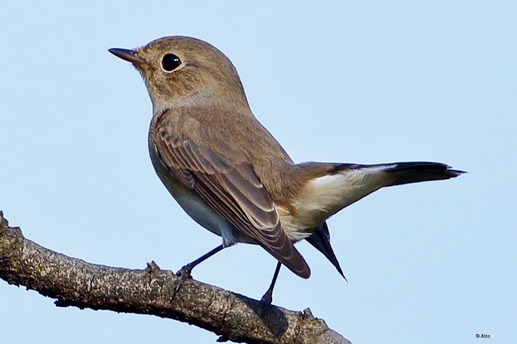Red-breasted Flycatcher - ML610495925