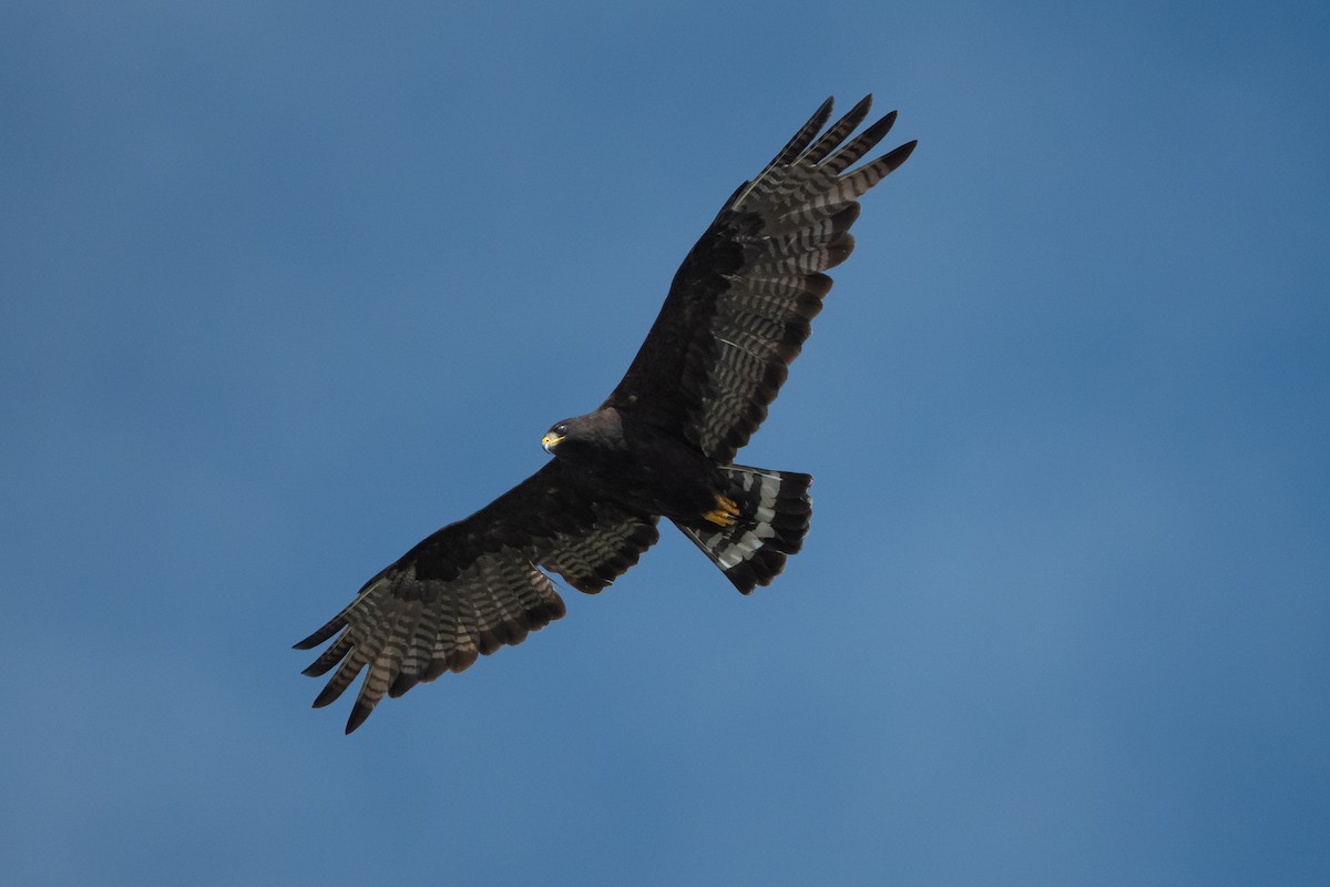 Zone-tailed Hawk - ML610496066