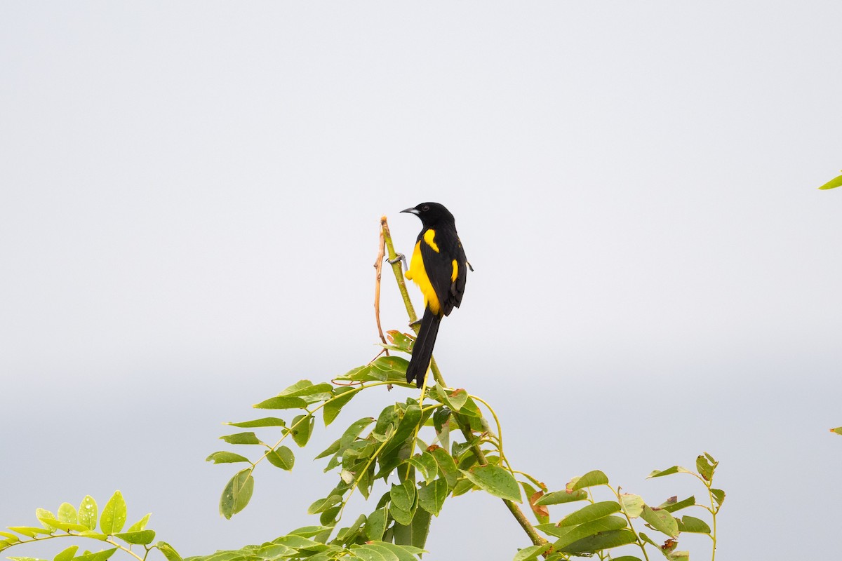 Black-cowled Oriole - ML610496076