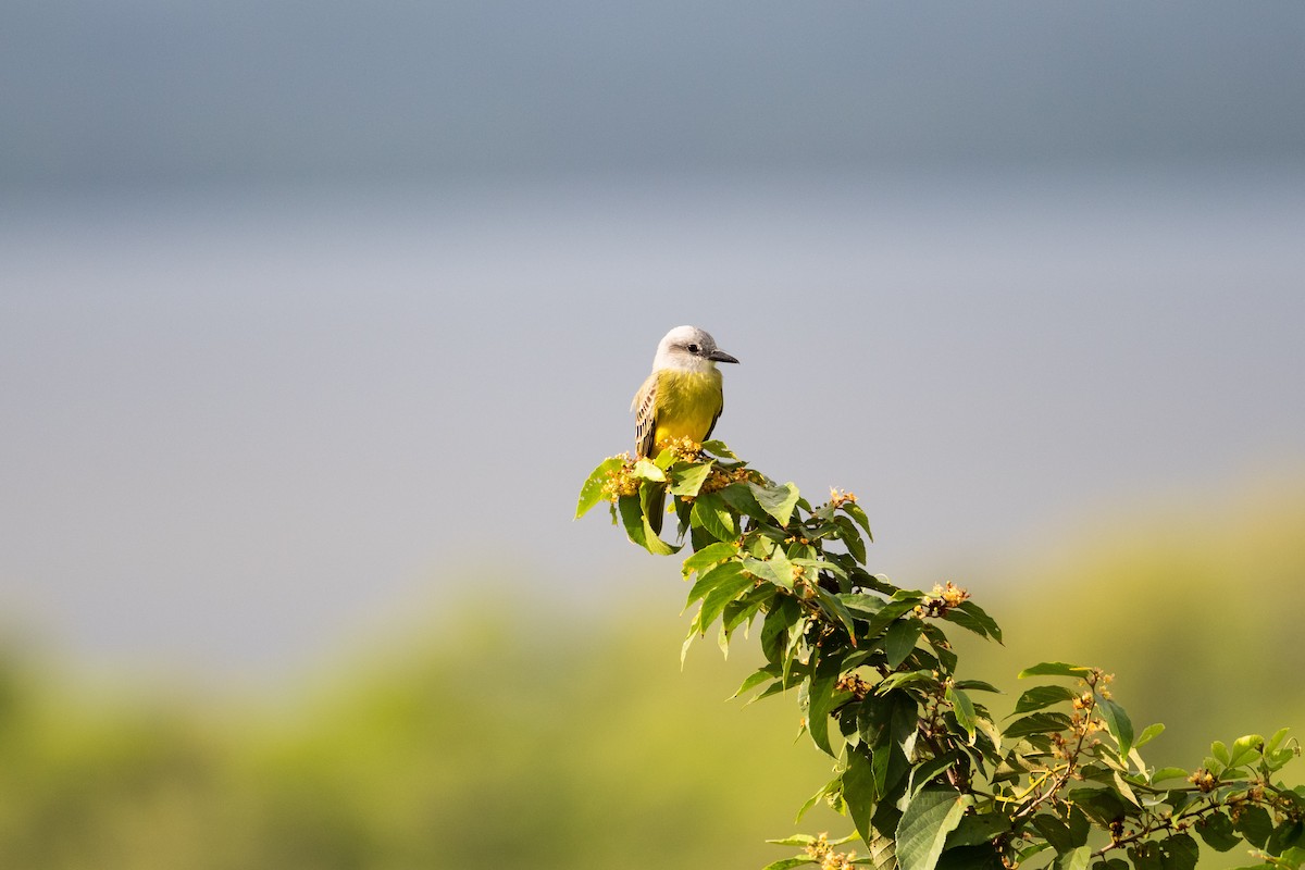 Tropical Kingbird - ML610496108