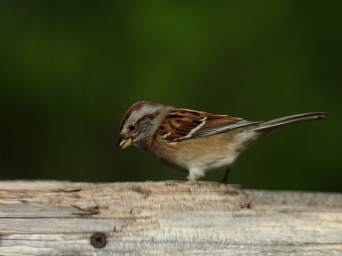 American Tree Sparrow - ML610496124