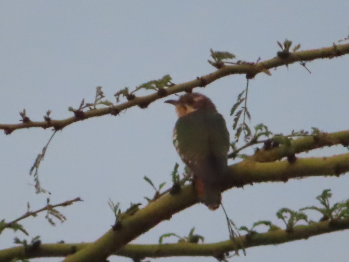 Dideric Cuckoo - ML610496137