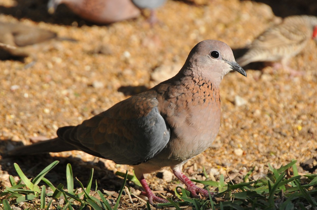 Laughing Dove - ML610496188