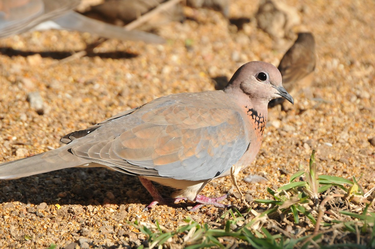 Laughing Dove - ML610496189