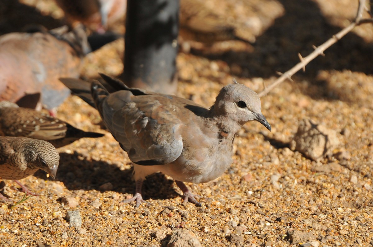 Laughing Dove - ML610496191