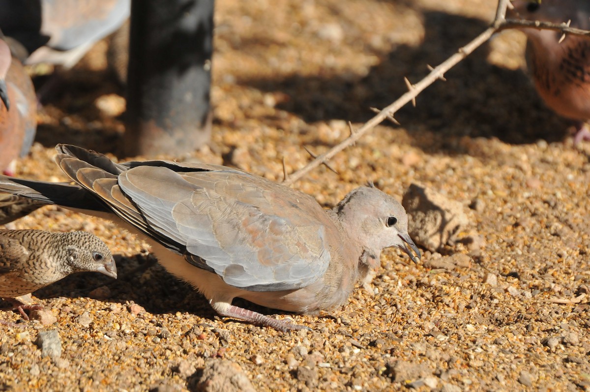 Laughing Dove - ML610496193