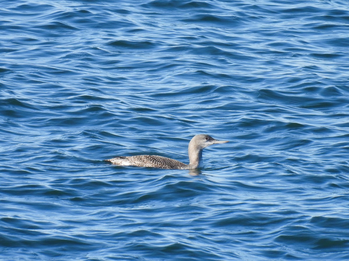 Red-throated Loon - ML610496343