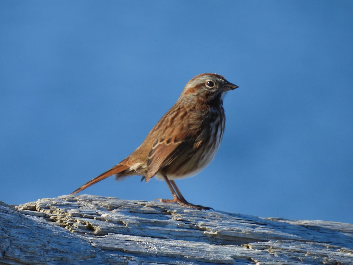 Song Sparrow - Tina Toth